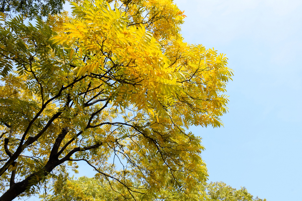 Quais Árvores que Fazem Sombra para casa? 2 ipe amarelo